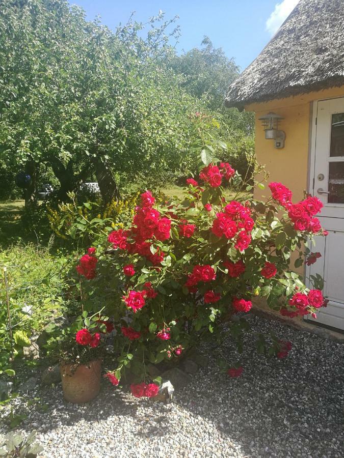 Bella Bed&Breakfast Stevns Arnoje Exterior foto
